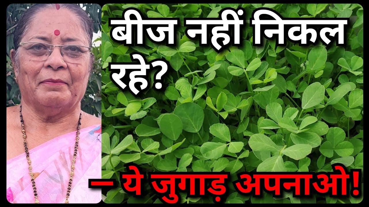 बीज नहीं निकल रहे? ये जुगाड़ अपनाओ 100% जर्मिनेशन पाओ