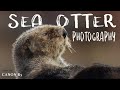 Alaska Photography: Resurrection Bay Sea Otters - Seward, Alaska - Canon R5