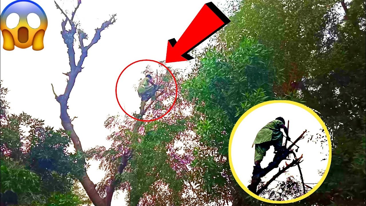 Dangerous Leaning Tree Cutting - YouTube
