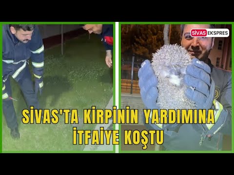 Sivas'ta Kirpinin Yardımına İtfaiye Koştu