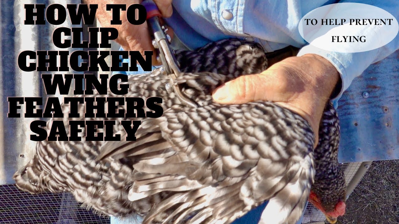 КАК ПОДРЕЗАТЬ ПЕРЬЯ НА КРЫЛЬЯХ КУРИЦЫ, ЧТОБЫ ПРЕДОТВРАТИТЬ ПОЛЕТЫ — ГУМАННЫЙ МЕТОД
