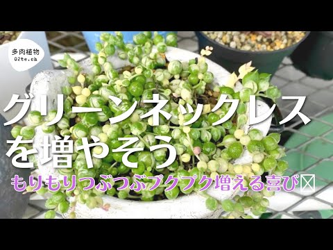 多肉植物no 107 グリーンネックレスを増やそう Youtube