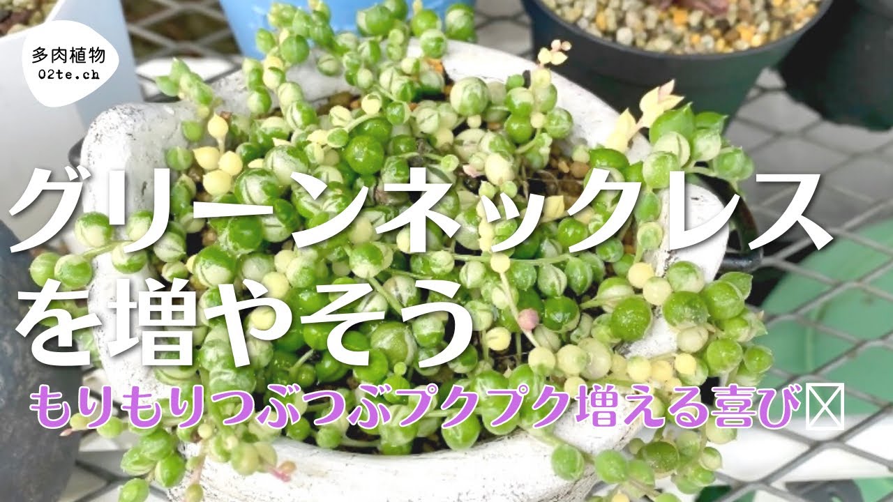 多肉植物no 107 グリーンネックレスを増やそう Youtube