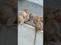 BANGALORE CITY MONKEYS GROUP  #trending #video #viral #youtube video 