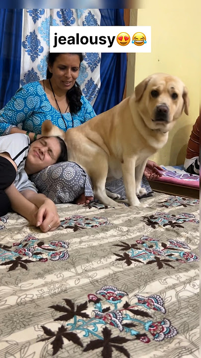Jealousy 😂 || labra rubi || #youtubeshorts #shorts #labrador #dog #funny #cute #emotional #trending