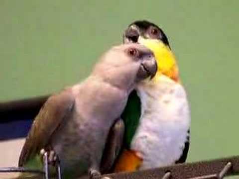 Red Bellied Parrot and Blackcap Caique Playing 3 Red Bellied Parrot and Blackcap Caique Playing 3