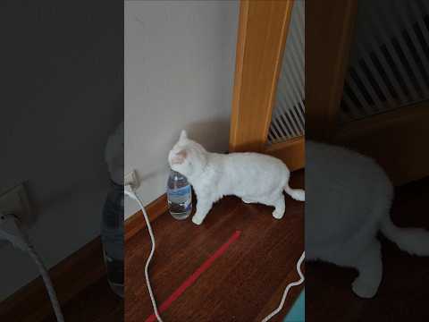 Şişeden Su İçen Pamuk