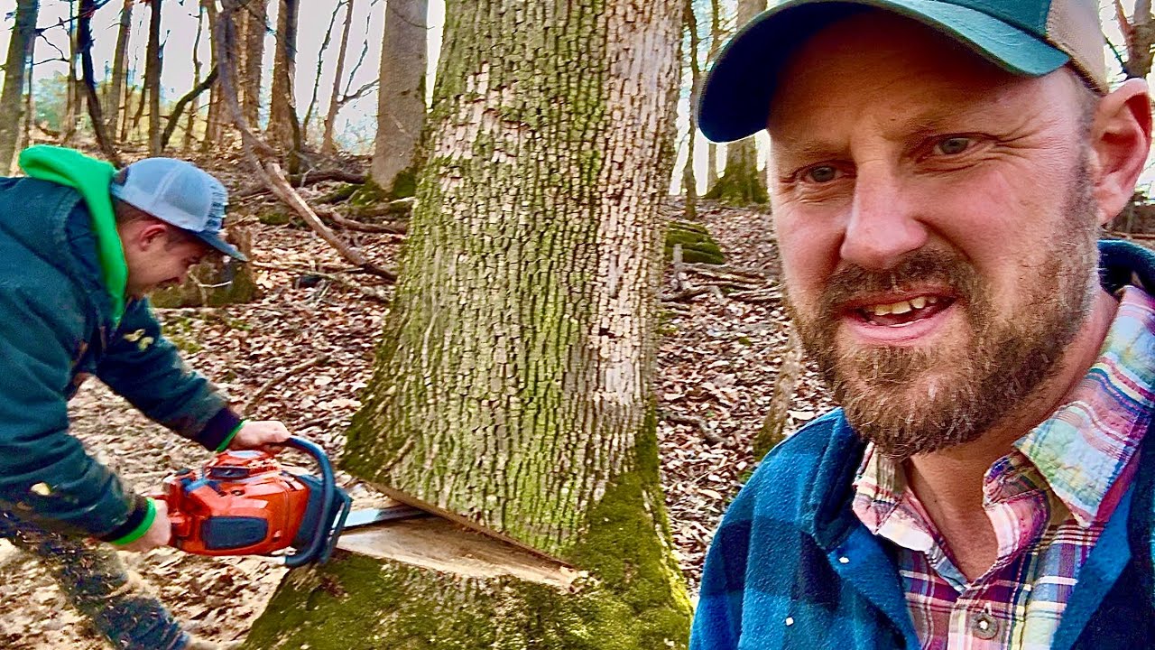 Our HUGE OBITUARY for the ASH TREE!