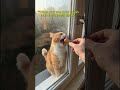 Cats #youtubeshorts #cats