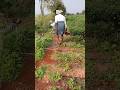 🌱 Village Farmer Hard Work | Agriculture Shorts #Farmer #VillageLife #Agriculture #NatureShorts #🌾🙏🙏