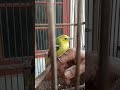 Burung sirtu