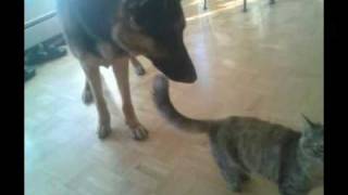 Kitten Attacks German Shepard!