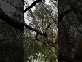 A family of red tailed black cockatoos