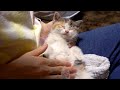 ぽてとの妹現る！？保護した初日に腕の中で寝てしまう子猫
