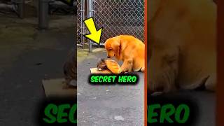 THIEF DOG BECOMES HERO FOR STARVING KITTEN 😭 #shorts