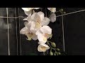 Орхидеи, которые вообще не надо поливать... Леруа Мерлен.... и у меня дома.....