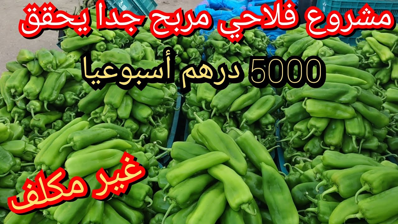 مشروع يحقق أرباح كبيرةوبرأسمال صغير يصل إلى 5000 درهم أسبوعيا