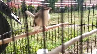 Ciblek gunung lagu tembak mati