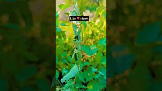 गाँव #new #farming #viral #trending #shorts #vlog #village #khetibadi