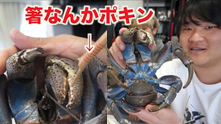【検証】ヤシガニのハサミはライオンのアゴに匹敵するらしい！！