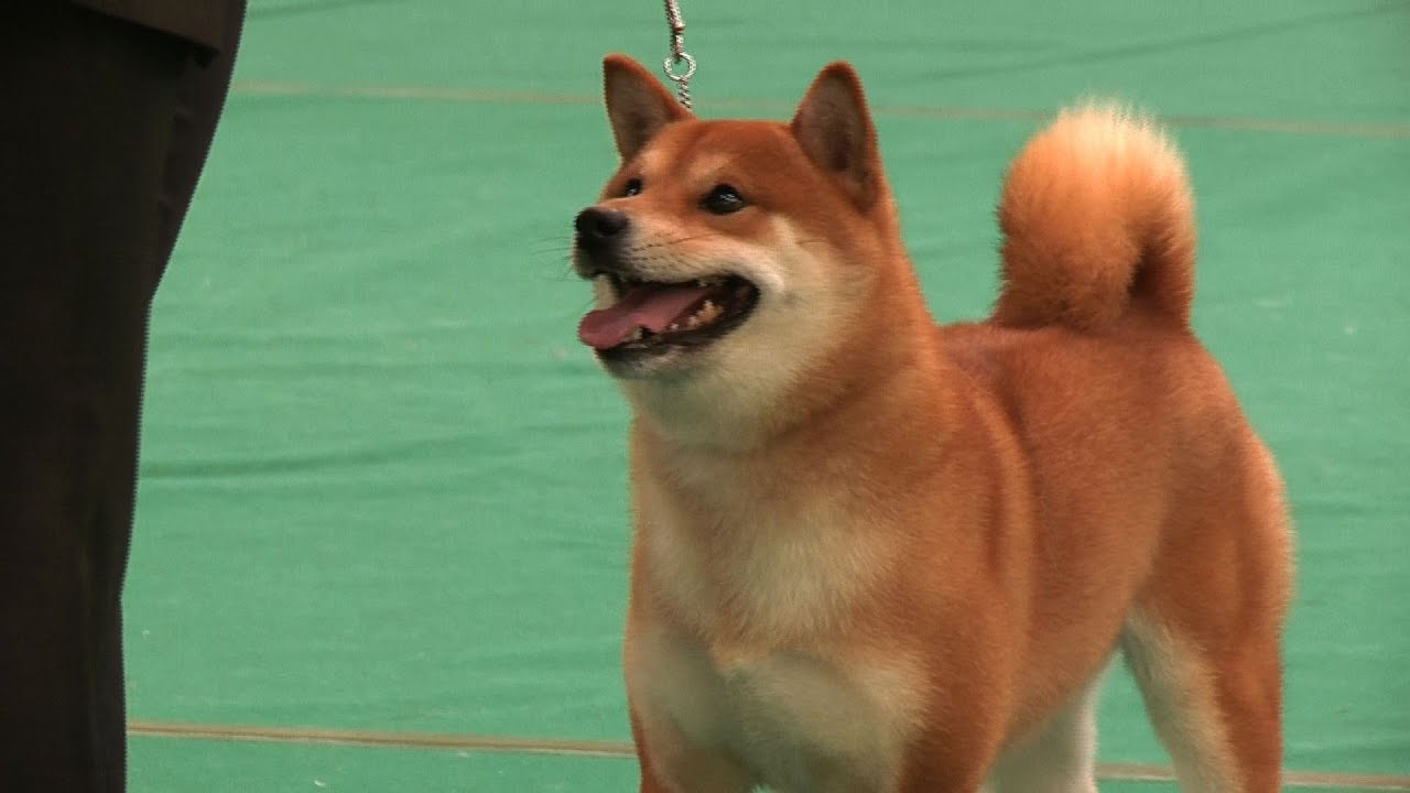 WELKS 2014 Championship Show Utility Group YouTube welks-2014-championship-show-utility-group-youtube