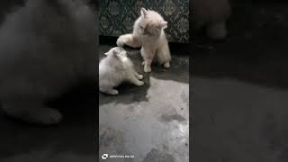 islamic cat facts ⭐🐈#shortvideo #cat #trending #viralvideo #pets #persian