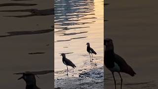 Czajki o zachodzie słońca