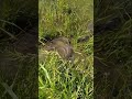 حرب القراميط انظر ماذا يفعلون حرب القراميط انظر ماذا يفعلون