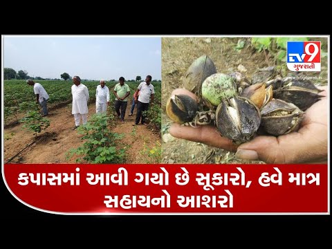 Sabarkantha: Cotton farmers demand crops loss survey at the earliest | TV9News