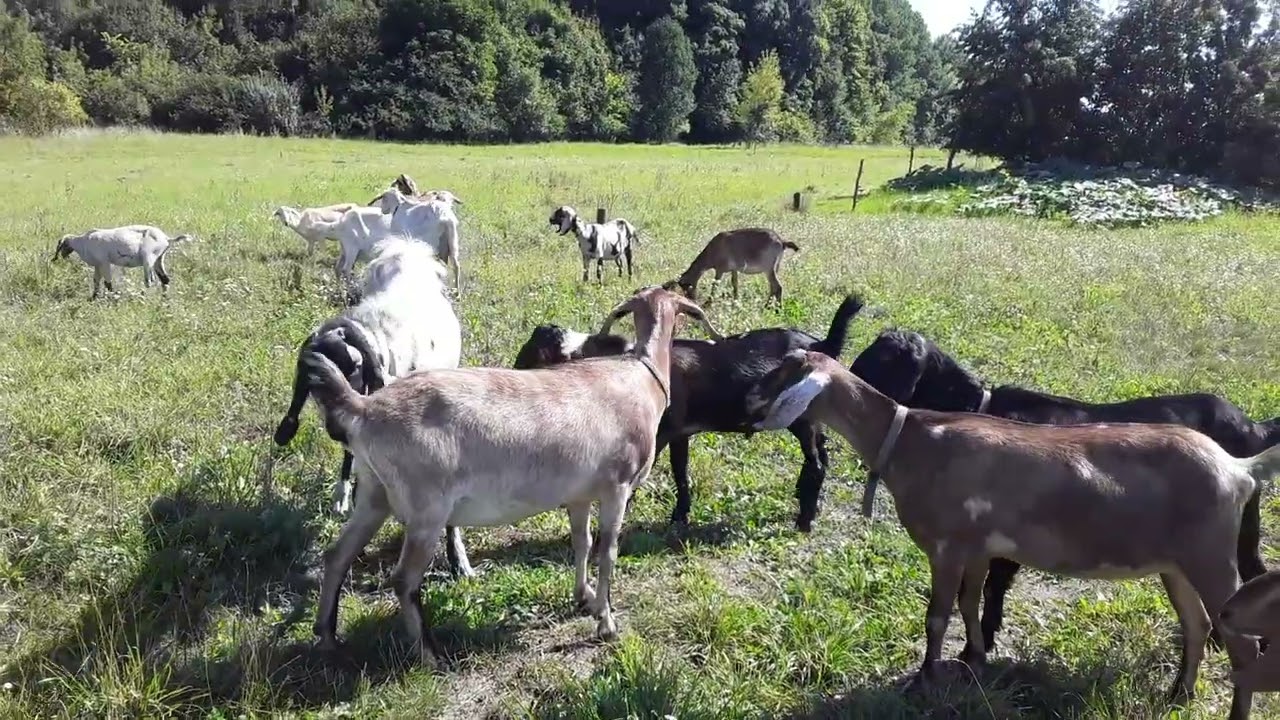 У коз начались свадьбы!💓