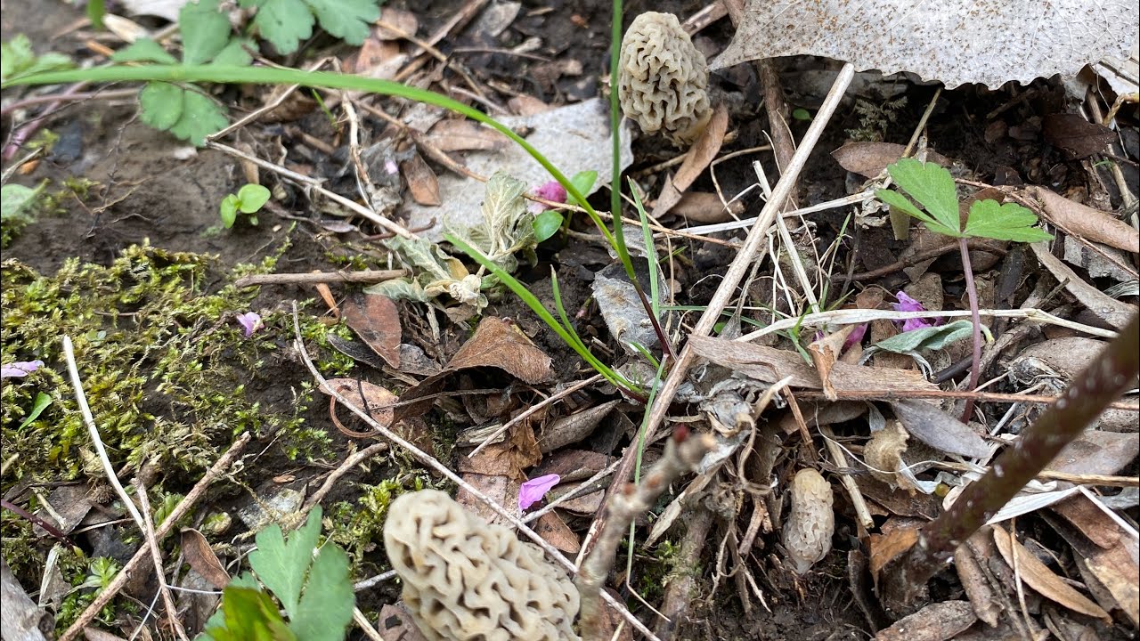 missouri-morel-mushroom-hunting-youtube