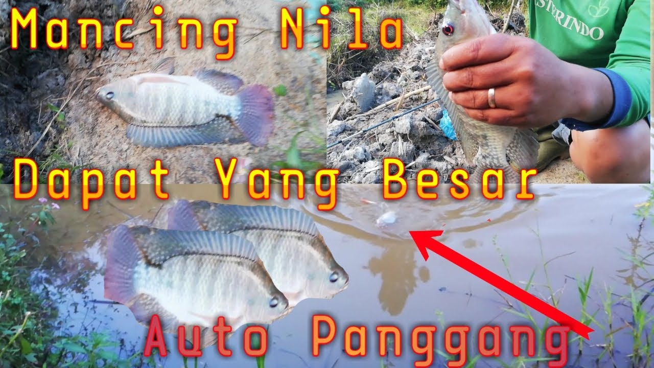 Mancing ikan Nila Dapat Ikan Nila Besar YouTube Mancing ikan Nila Dapat Ikan Nila Besar YouTube