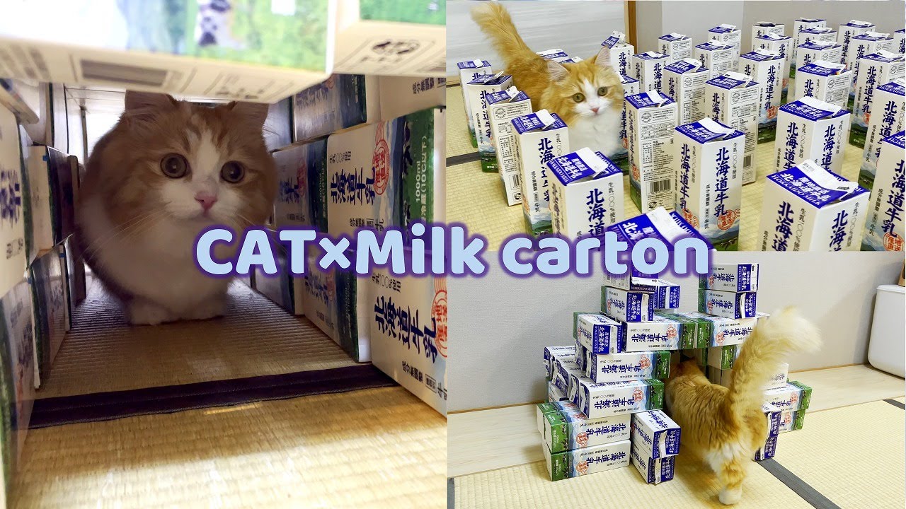 When I gave a cat a tunnel of milk carton, it stopped coming out.