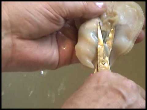 How to Clean Razor Clams.mpg - YouTube