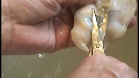 How to Clean Razor Clams.mpg