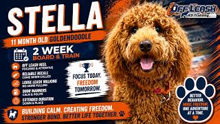 Goldendoodle, 11 Months, Stella| Best Doodle Training| Off Leash K9