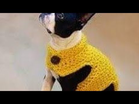 Hermosa ropa para perro tejida crochet chihuahua para principiantes - YouTube