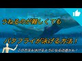 うねるのが難しくてもバタフライが泳げる方法!