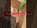 the pancake plant. Mennonite Sorghum. #sorghum #gardening #preppy