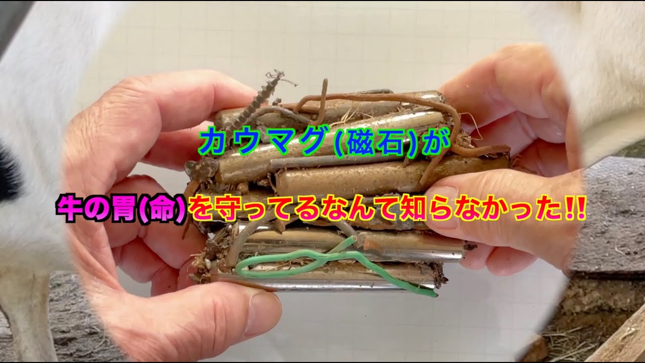 牛の置物 3件 一番大き:磁石で引き付けない 牧場の牛の