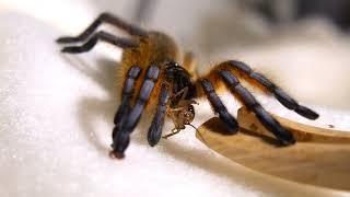 Beautiful but INCREDIBLY stubborn and confident little spider: Gentleman the  Harpactira pulchripes