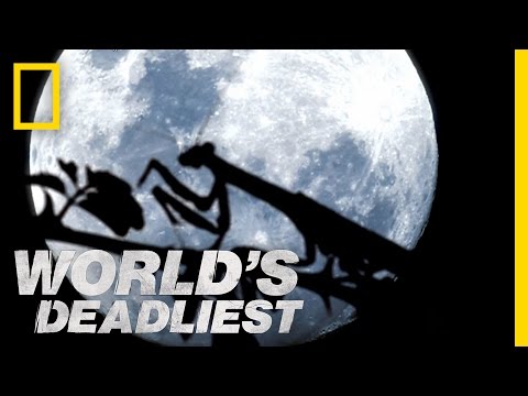 Alien-like Insects | World's Deadliest