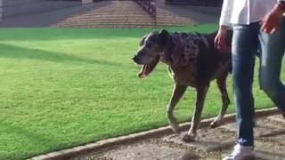 Great Dane Rescue South Africa