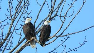 02/14/24 Riverbend Bald Eagles Kent Wa 7404-159