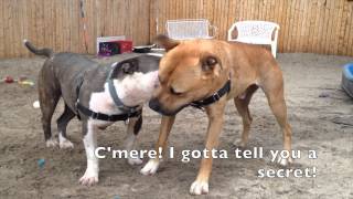 Playtime at Mt Vernon Animal Shelter