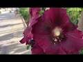 نحلة تتغذى على رحيق الأزهار 