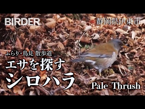 鳥海浩輔がyoutubeチャンネル 鳥さん学級 開設 Twitterアカウントも登場 Anime Recorder