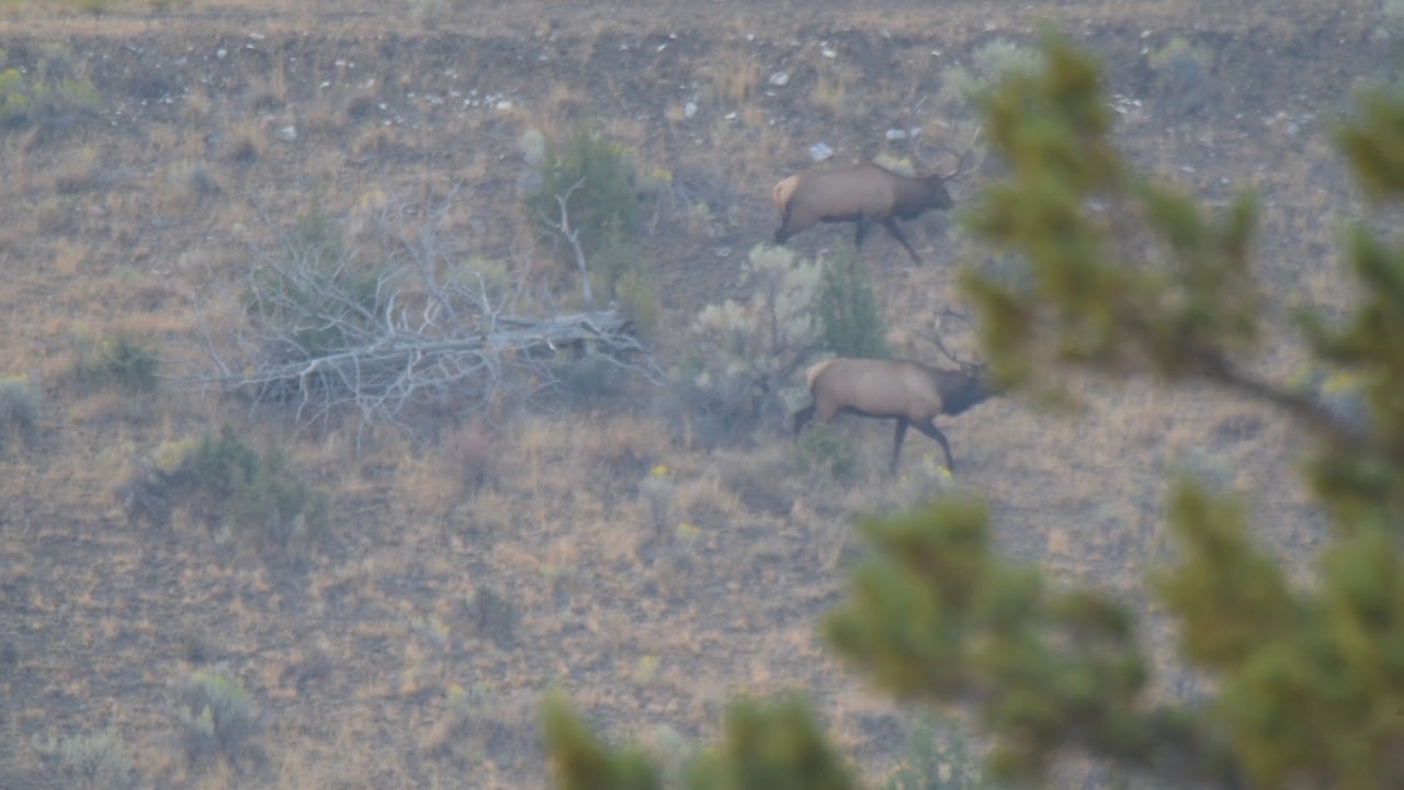 Antone Ranch 2 fighting Bull Elk - YouTube