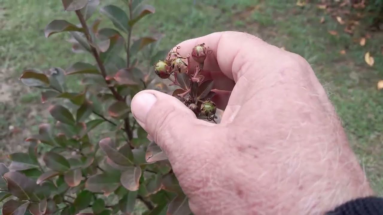 Indijski jorgovan sami razmnožite na 3 načina