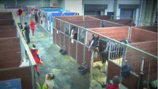 London International Horse Show At Olympia 2012 Behind The Scenes